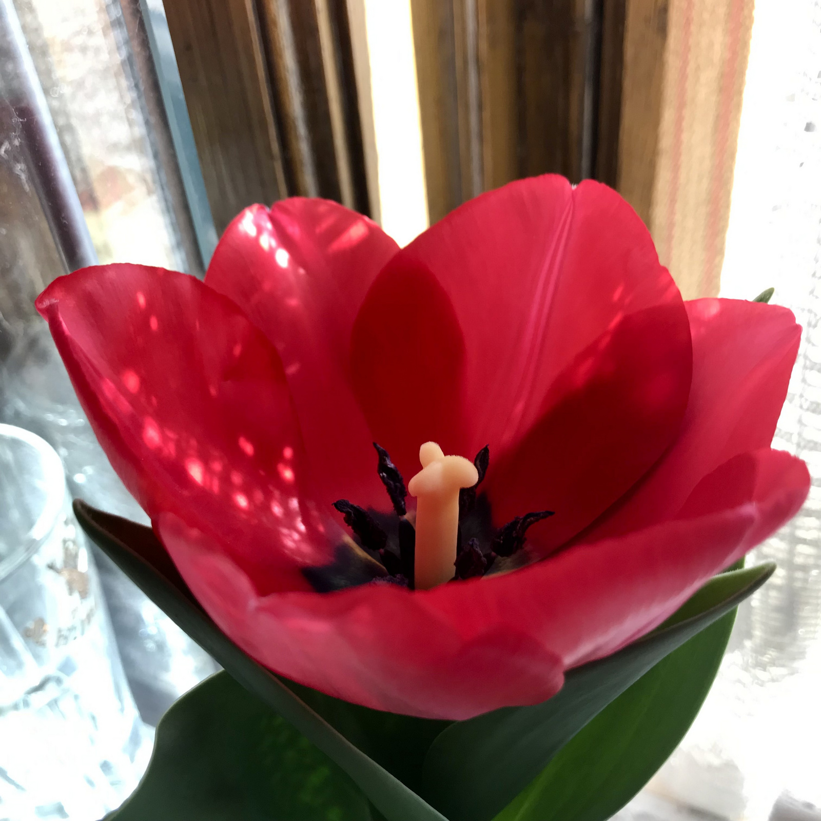 tulipán kehely