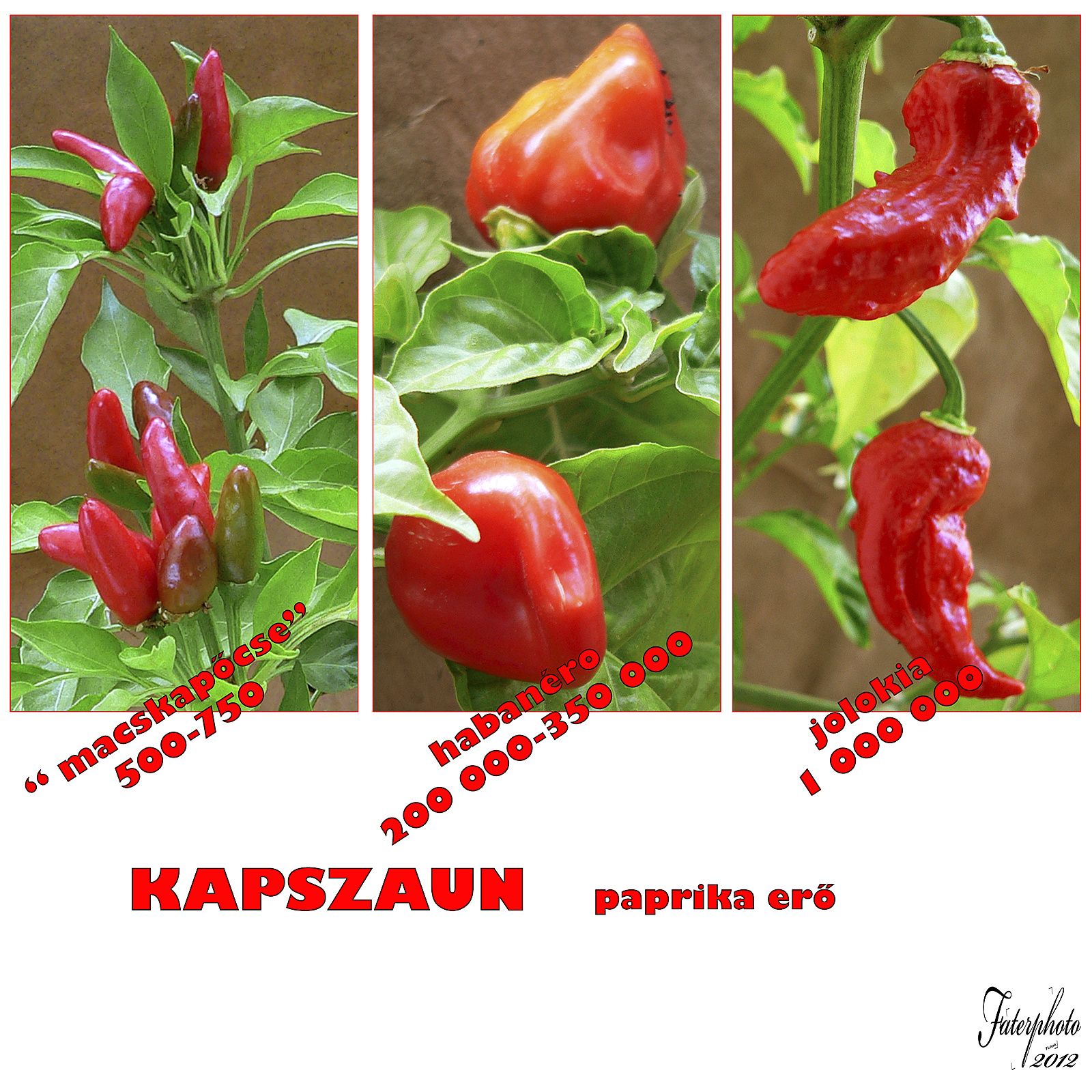 paprika erő