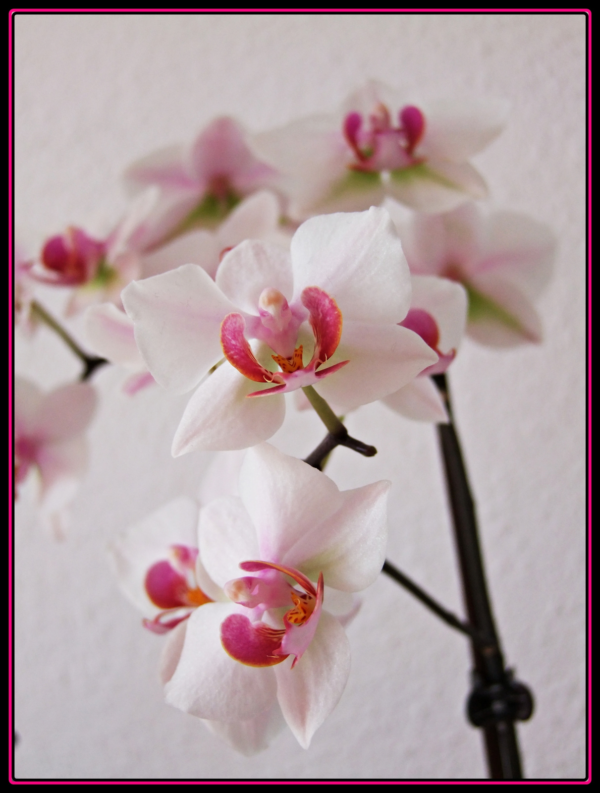 orchideám 1