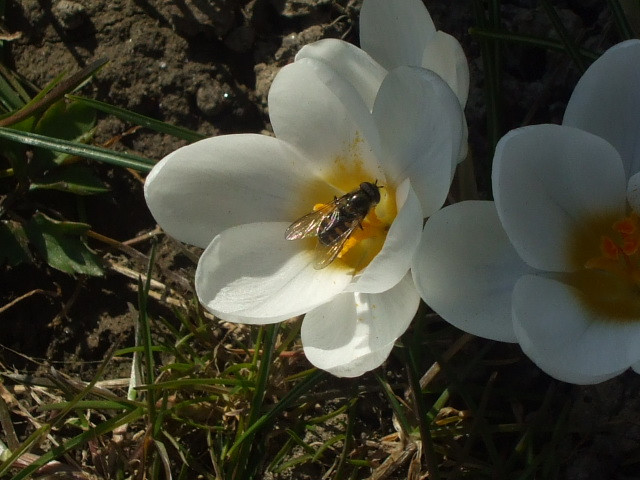 2010 tavasz bogár