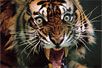 snarling-tiger-512994-mn