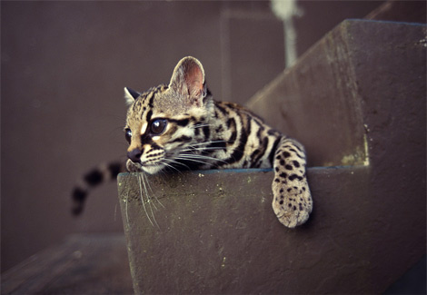 margay-kitten-248822-ga