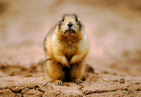 staring-prairie-dog-517690-ga