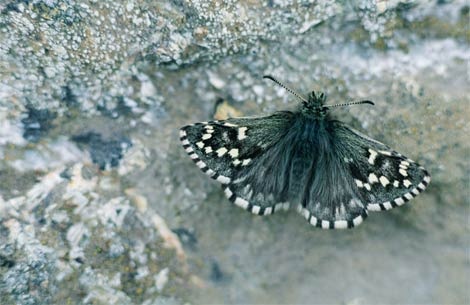 nunatak-butterfly-524374-ga