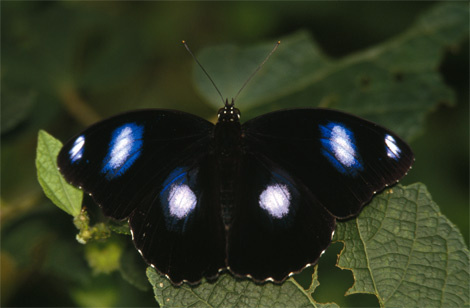 black-butterfly-polynesia-734417-ga