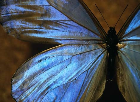 blue-morpho-butterfly-518617-ga