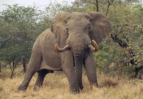 african-elephant-standing