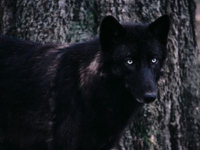 normal Timber Wolf