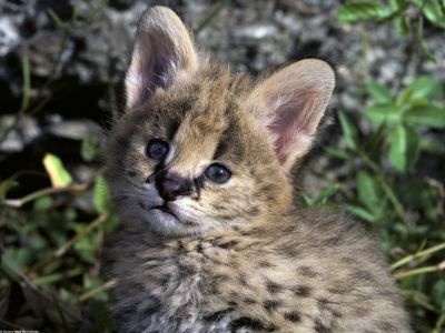 normal African Serval Kitten