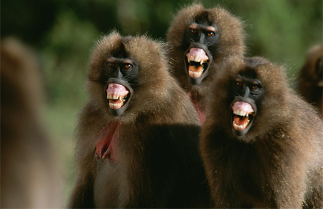 angry-geladas-711058-ga