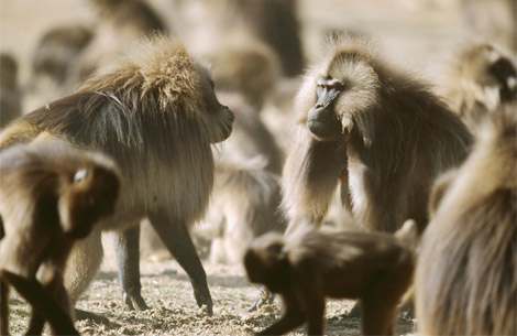 gelada-face-off-711057-ga