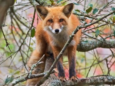 normal Red Fox in Tree