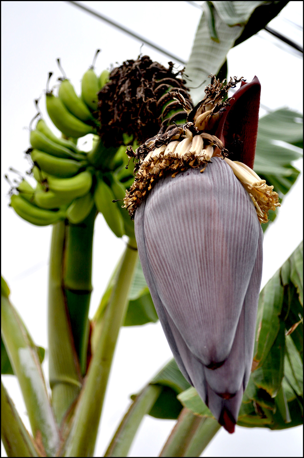 A banan viraga