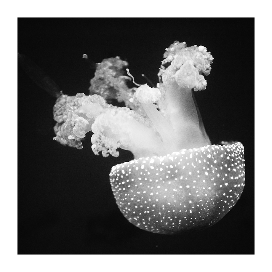 Légyölő medúza