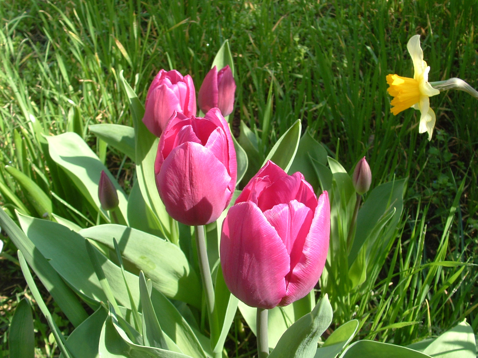 A tulipánok nálunk