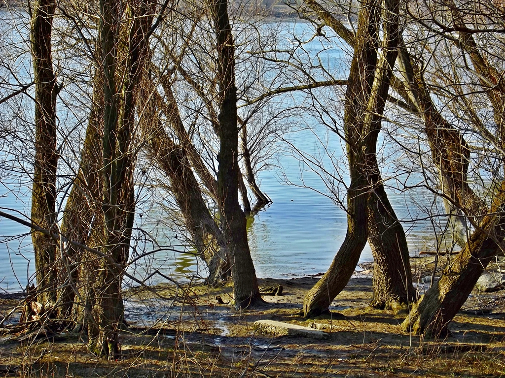 Lépegető fák a Dunaparton