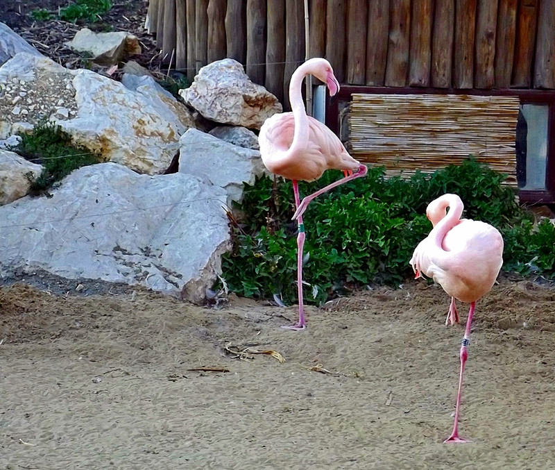 Lábpróbálgatás (avagy a "Flamingók tava")