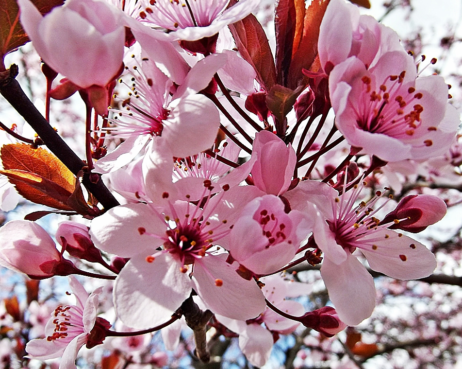 tavasz virágai mindenkinek - bokamari - indafoto.hu