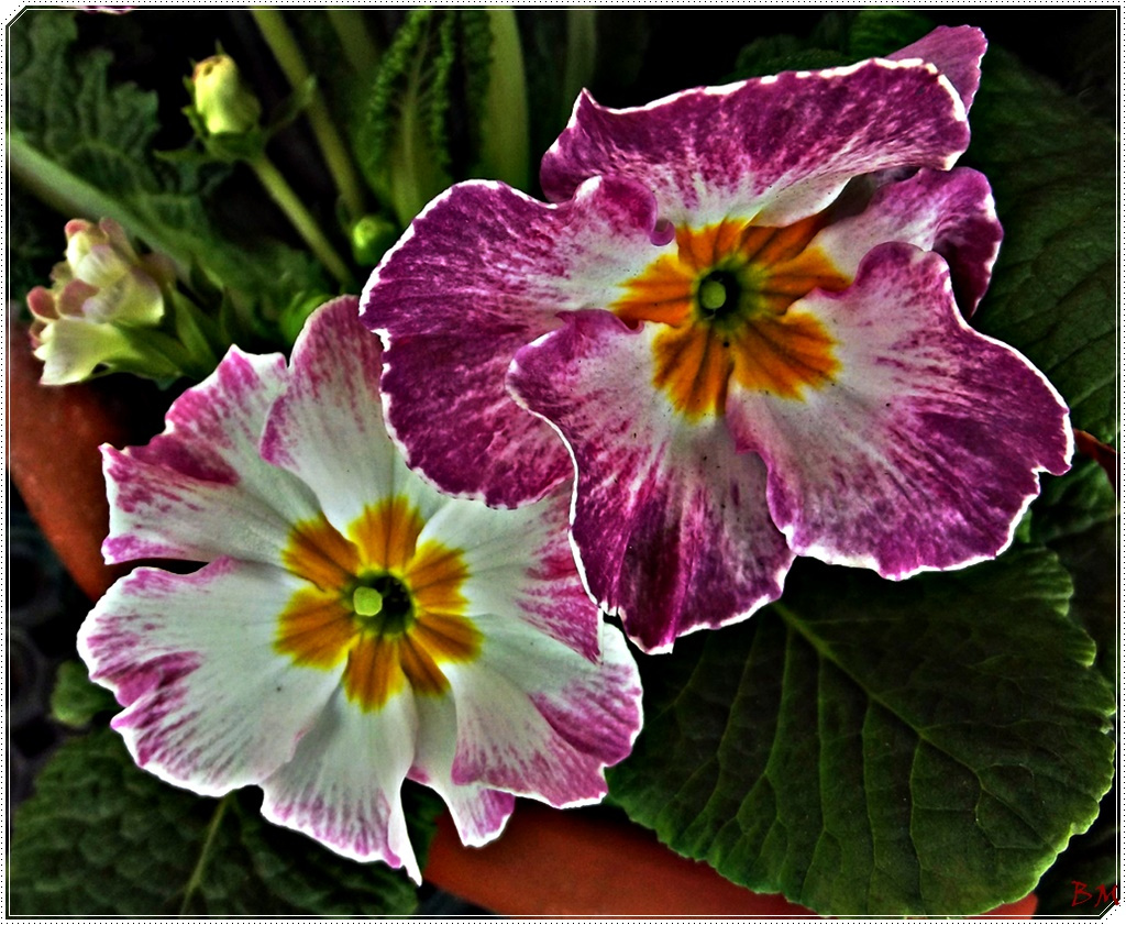 Primula dupla