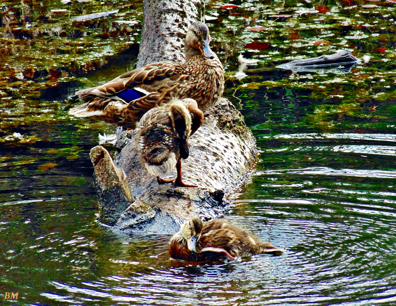 Mama, a gyerekek és krokodil