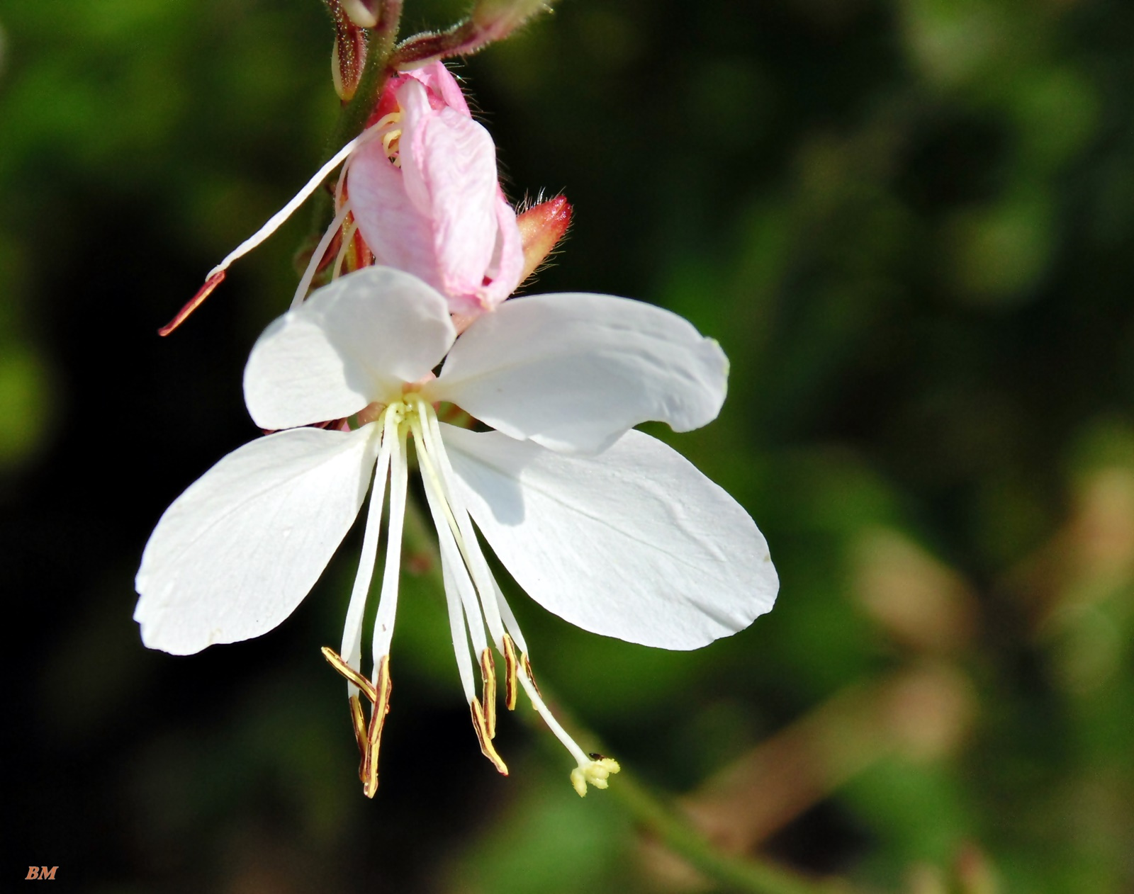 balerina