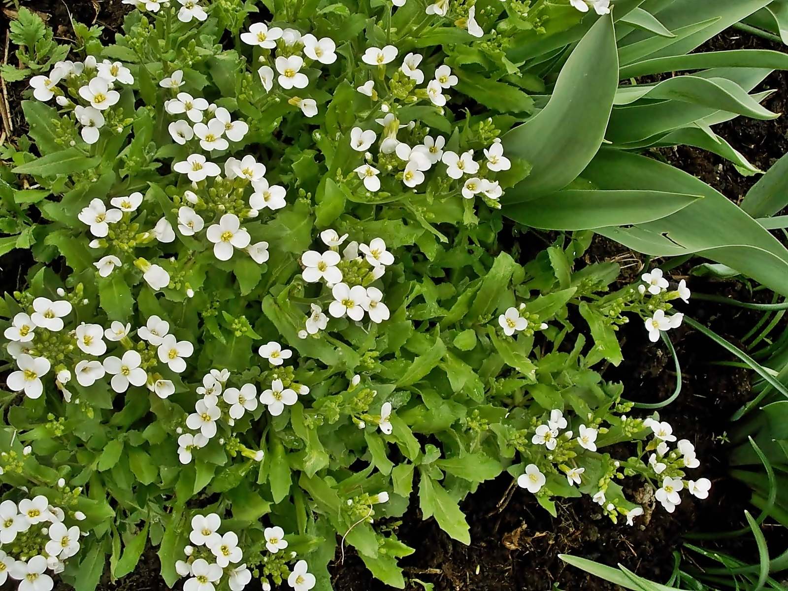 pici fehérvirágok