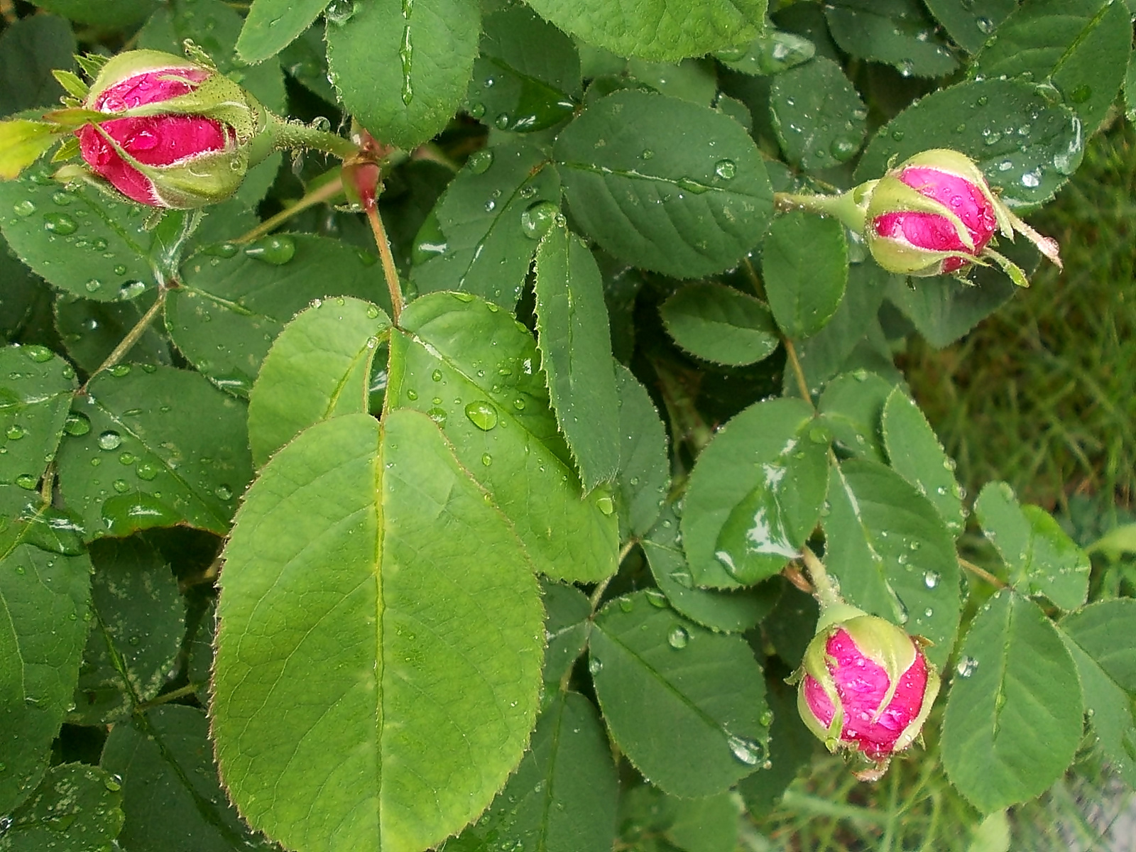 Rózsabimbók