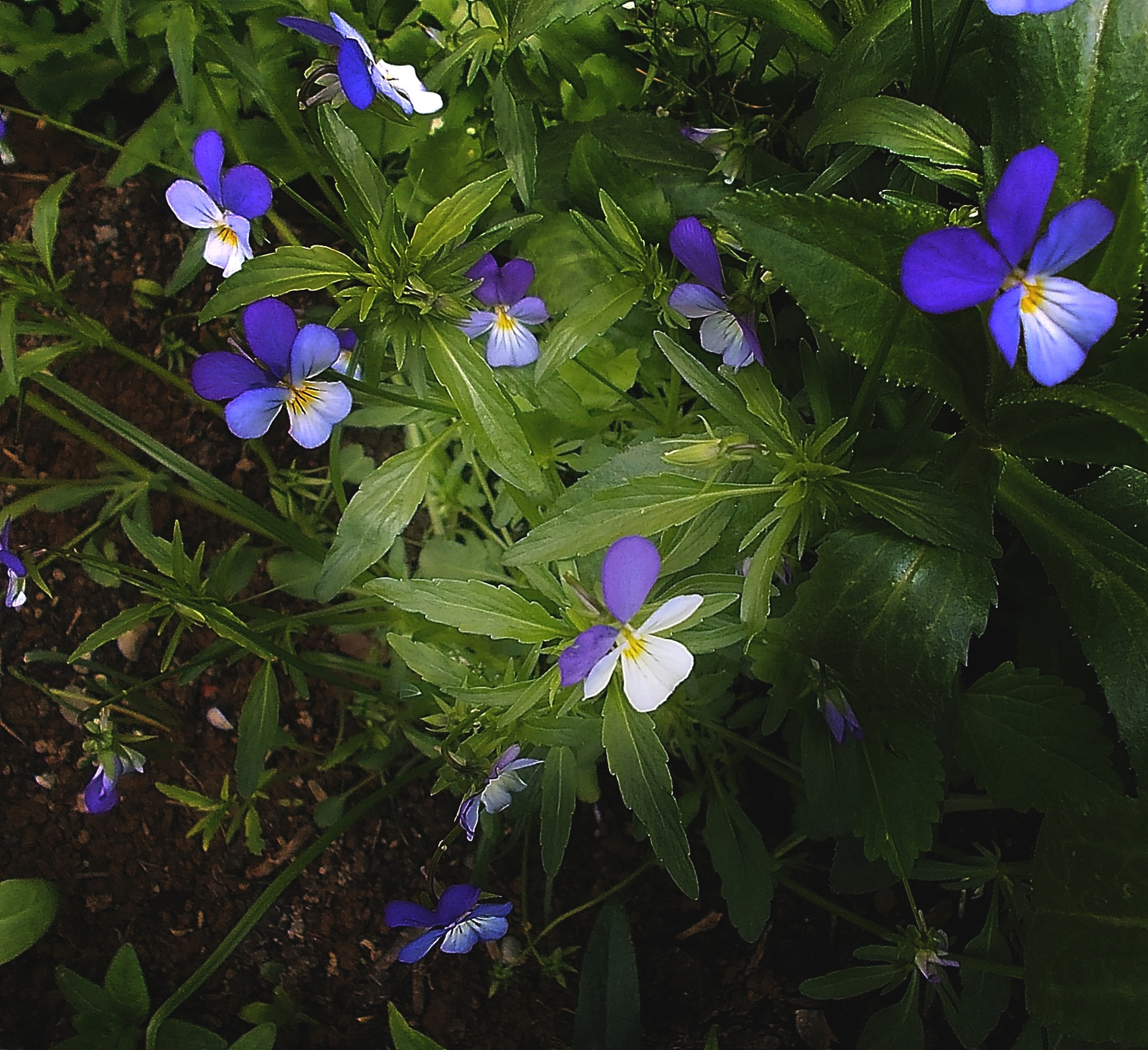 Kék virágocskák - vadárvácska (köszönet bokamarinak)