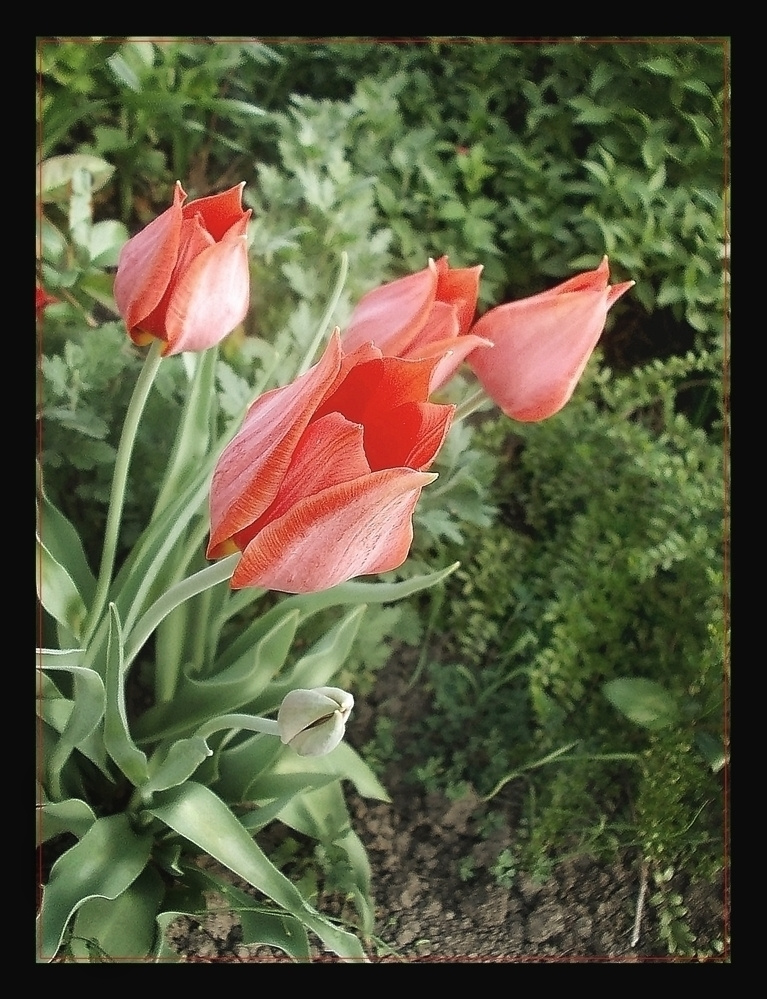 Tulipes rouge