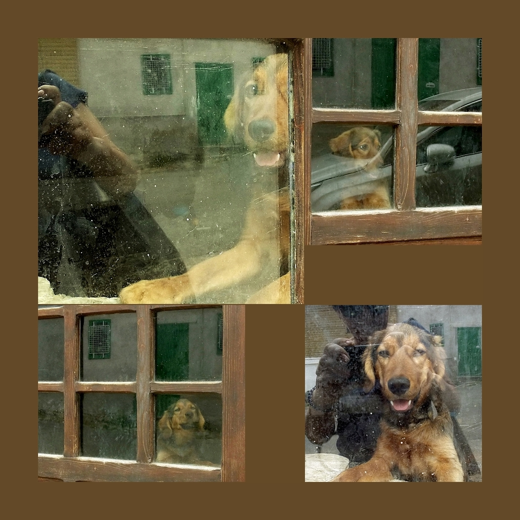 kutyuska, ablak mögül...