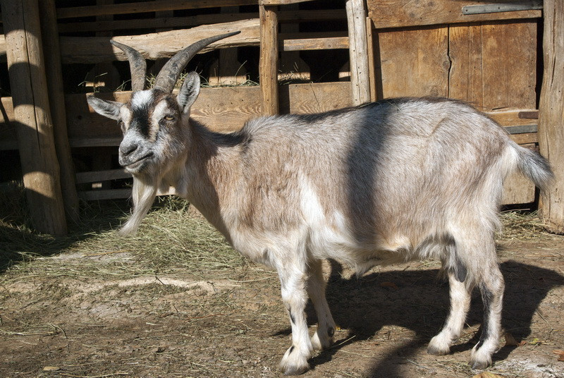 Balla Enikő kecskefarmja