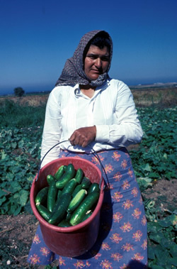 CypriotWomanHarvestingCucumbers