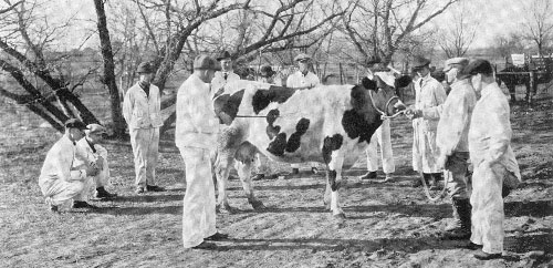 Állatorvosi diákok vizsgálja egy tehén - 1920