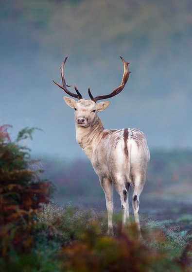 british-wildlife-photography-awards-2011-fallow-deer 40947 600x4