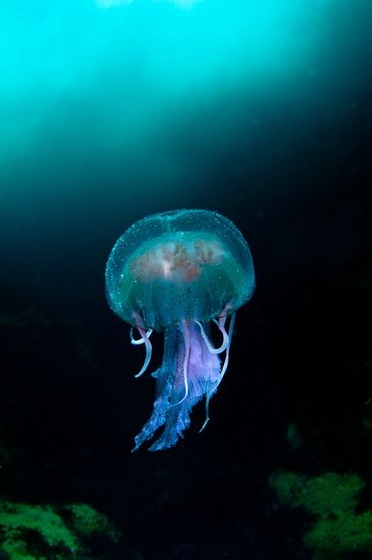 british-wildlife-photography-awards-2011-jellyfish 40948 600x450