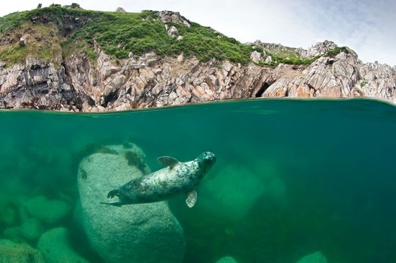 british-wildlife-photography-awards-2011-seal 40951 600x450