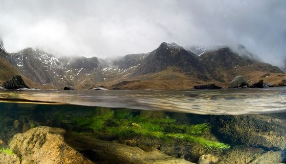 british-wildlife-photography-awards-2011-split-view-underwater 4