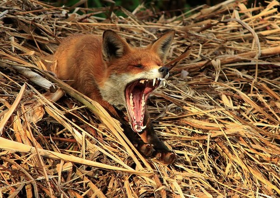 british-wildlife-photography-awards-2011-yawning-fox 40955 600x4