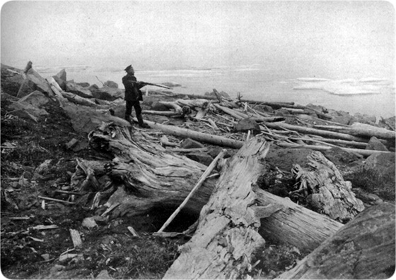 mammoths-fossil forest new siberian islands