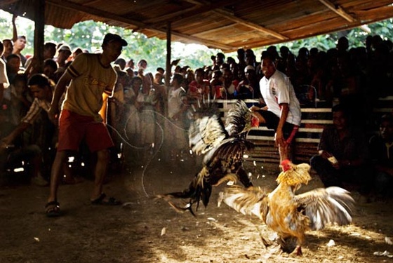 Pacquiao-Cockfighting