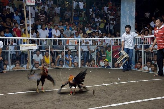 Pacquiao-Cockfighting