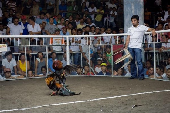 Pacquiao-Cockfighting