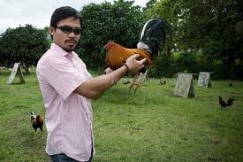 Pacquiao-Cockfighting