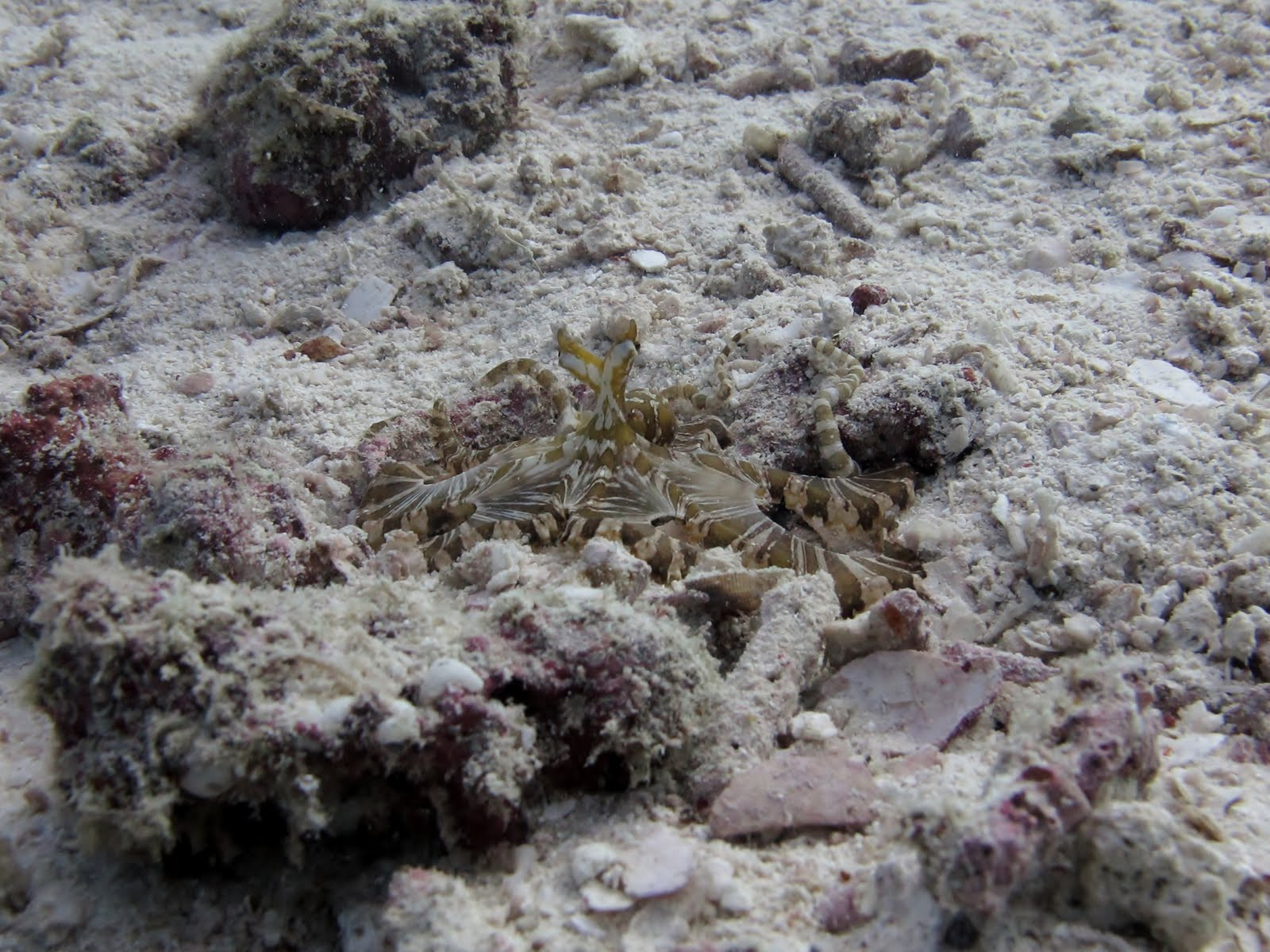 Mimic octopus, polip