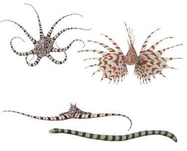 the-mimic-octopus