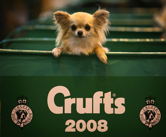 crufts-limo-hire