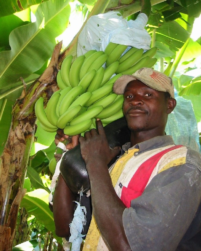 banana tree