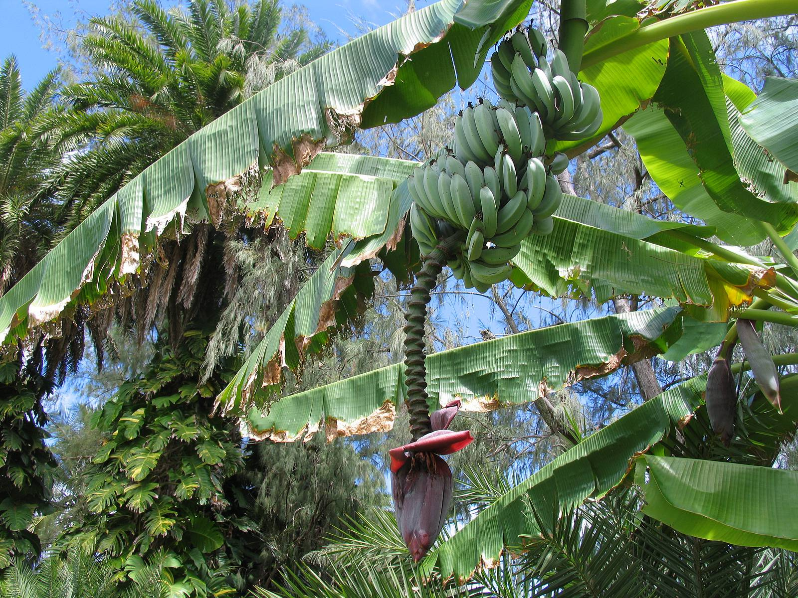 banana fruit tree