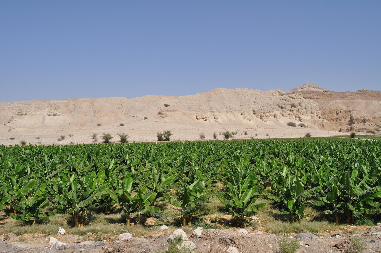 jordan jordanvalley bananas