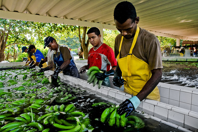 processing-plant-banana-plantation-colombia